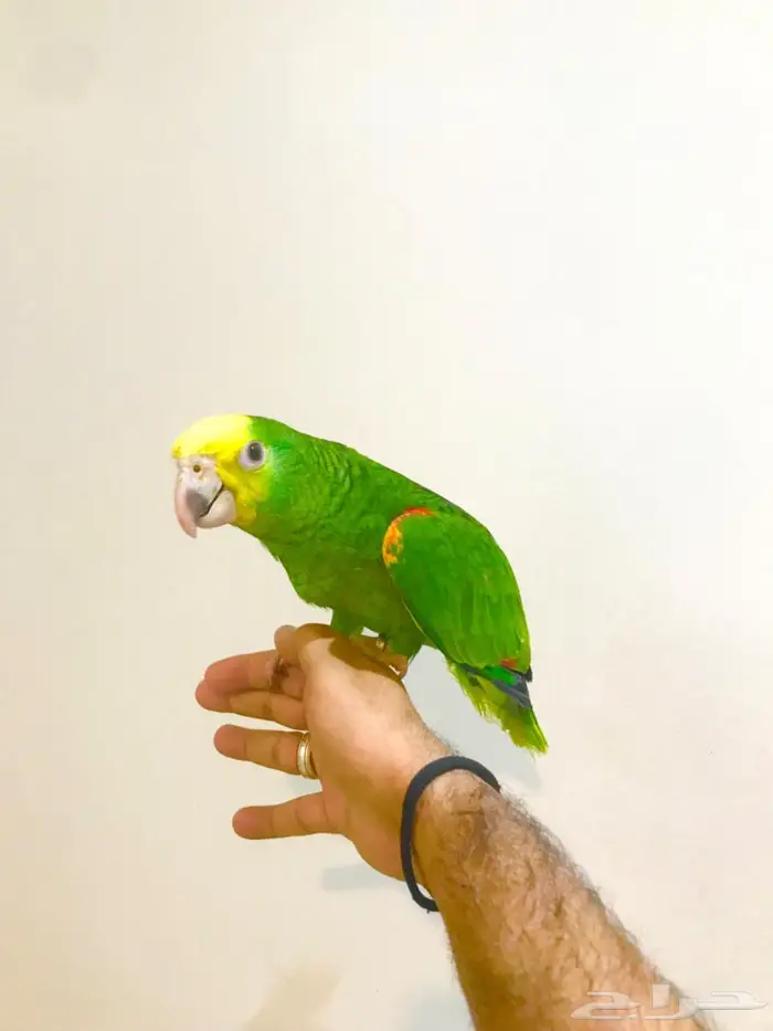 فرخ ماقنا دبل هيد(تم البيع) 8