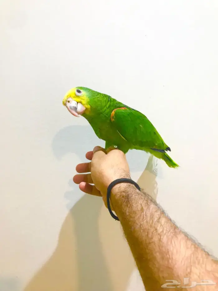 فرخ ماقنا دبل هيد(تم البيع) 4