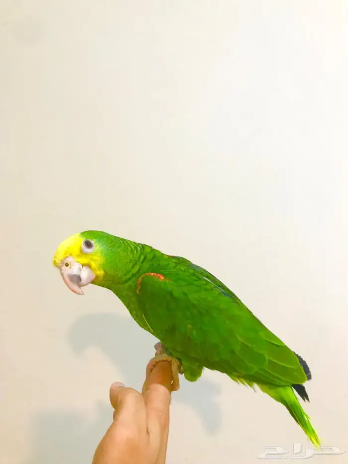 فرخ ماقنا دبل هيد(تم البيع) 12