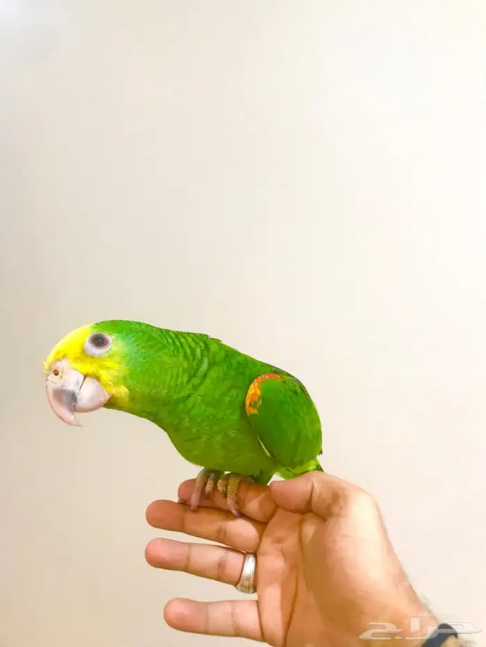 فرخ ماقنا دبل هيد(تم البيع) 11