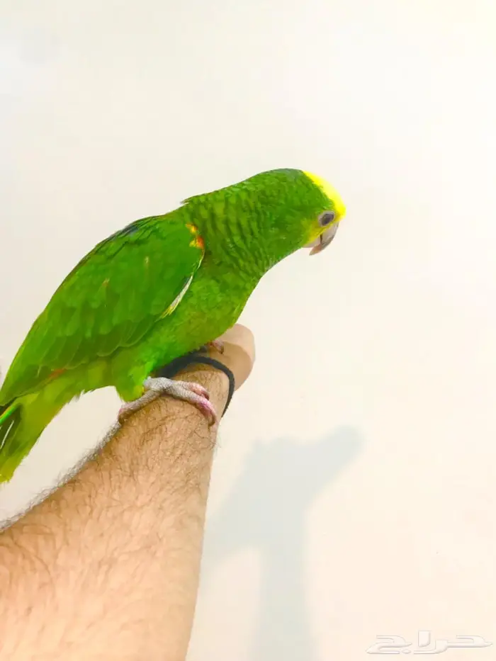 فرخ ماقنا دبل هيد(تم البيع) 9