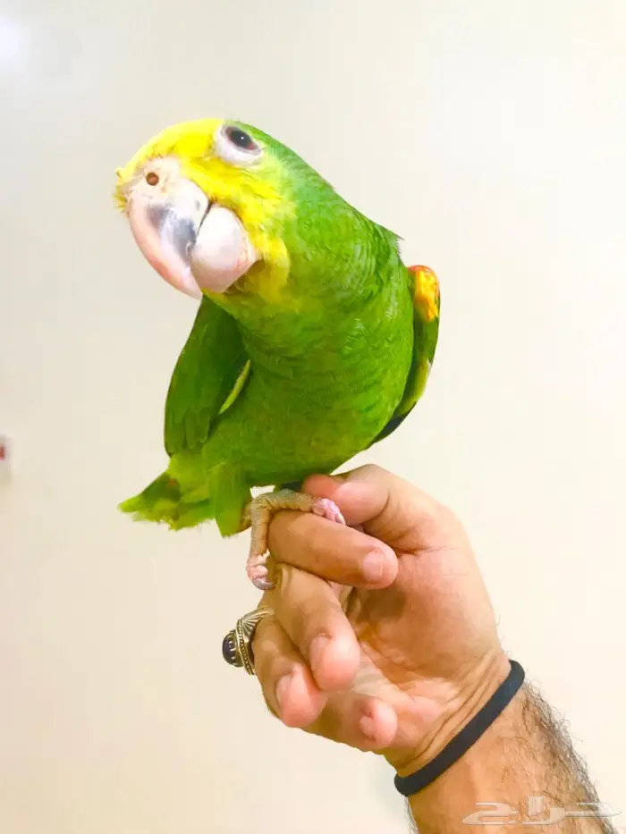 فرخ ماقنا دبل هيد(تم البيع) 13