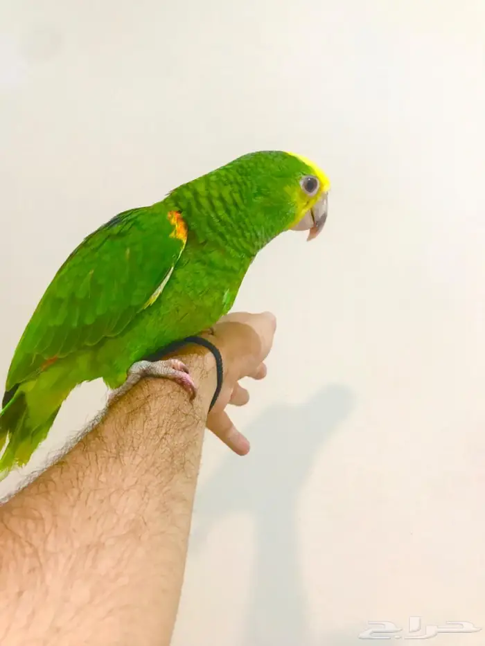 فرخ ماقنا دبل هيد(تم البيع) 16