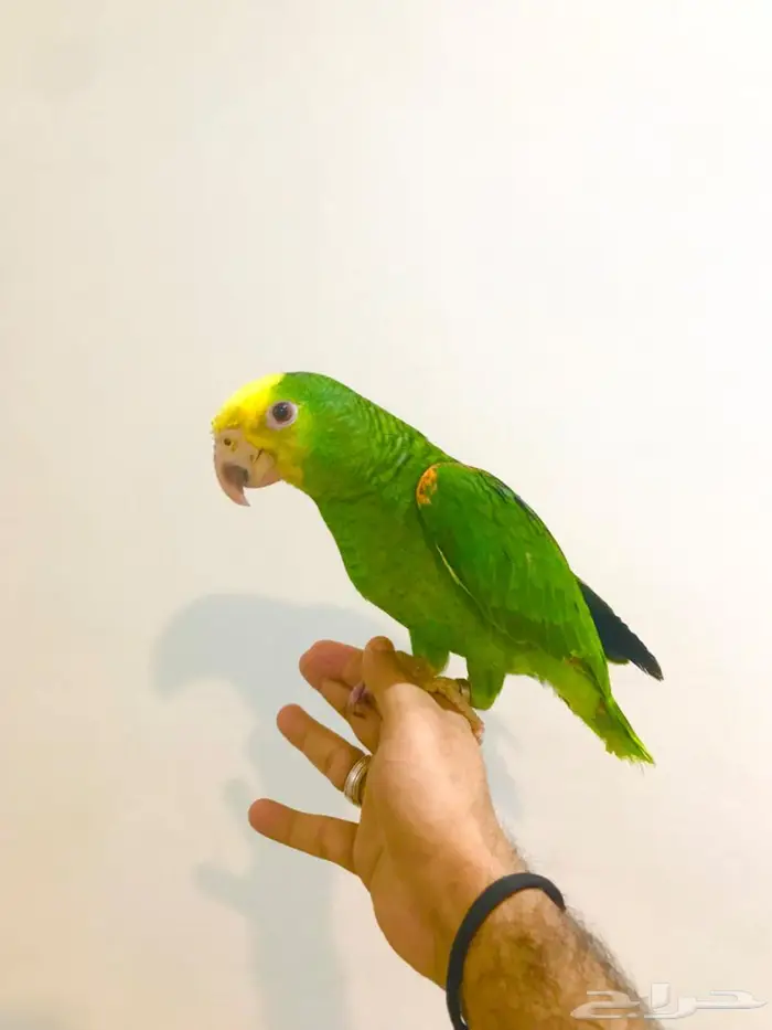 فرخ ماقنا دبل هيد(تم البيع) 14