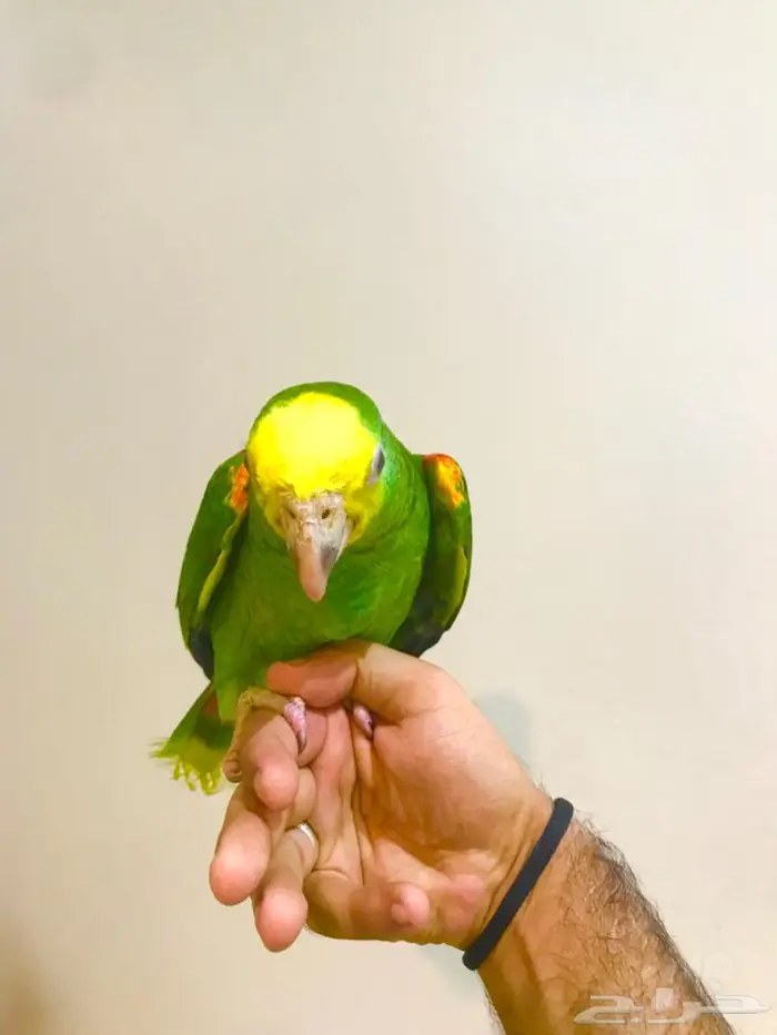 فرخ ماقنا دبل هيد(تم البيع) 15