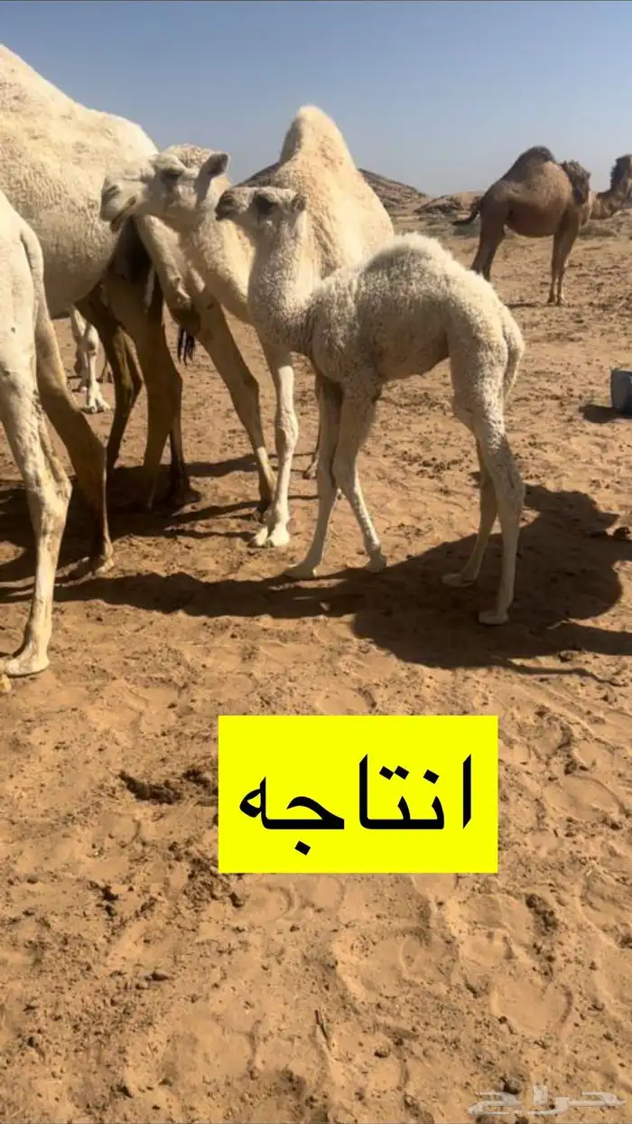 للبيع فحل منتج 1