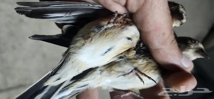 حسون تفاحي جوز 2