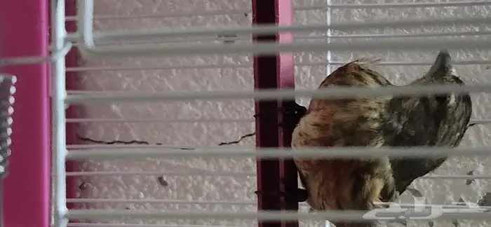 حسون تفاحي جوز 3