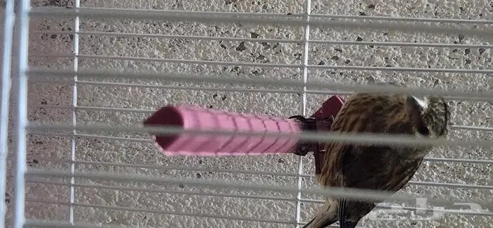 حسون تفاحي جوز 4