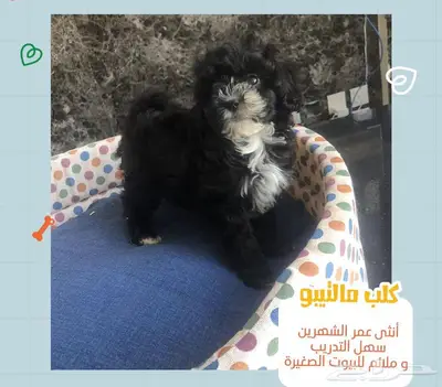 (.تم البيع )كلب كلب maltipoo العمر شهرين انثى 0