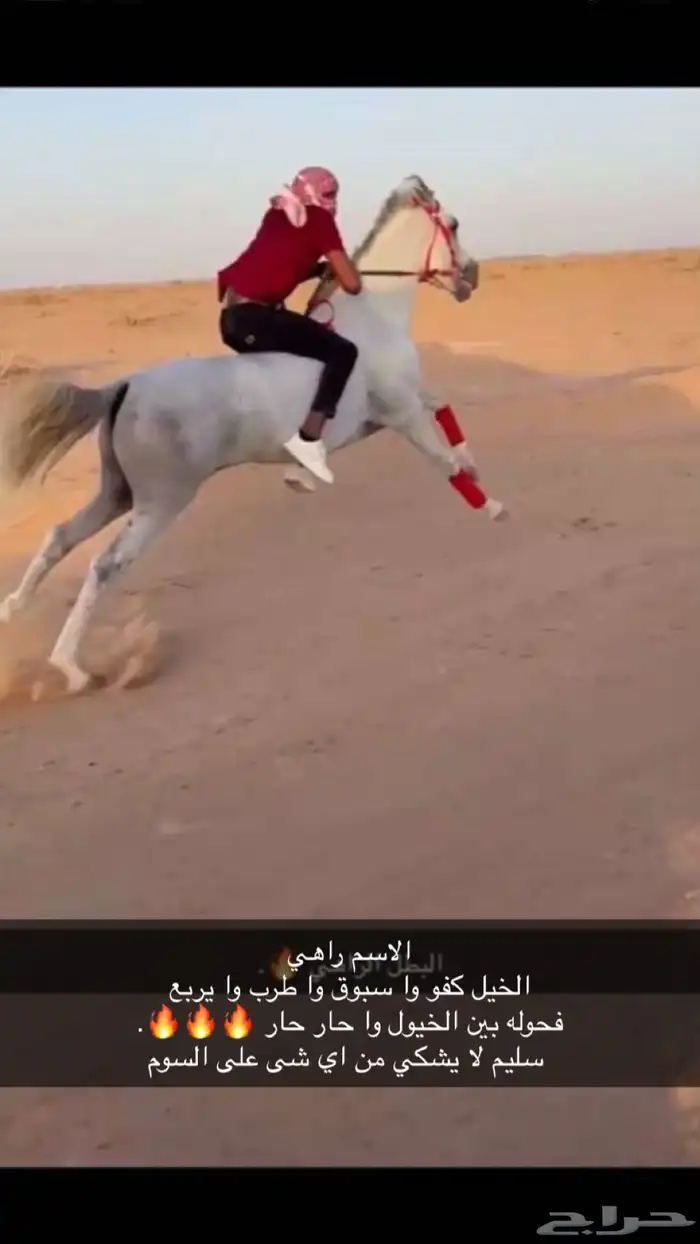 خيل كفو سبوق طرب 0