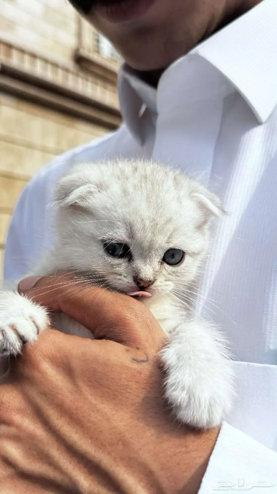 كيتن سكوتش ذكر 0