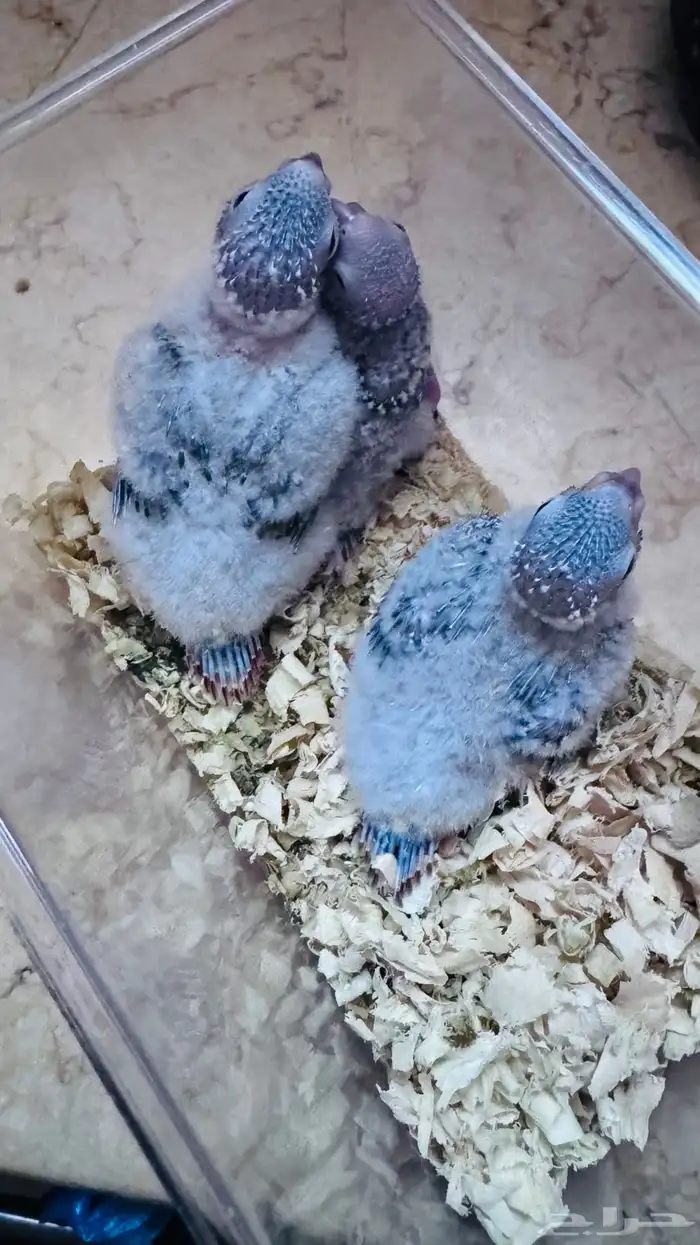 فروخ يلو سايد رد فاكتور سعر مغري 0