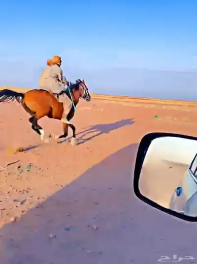 سلام عليكم للبيع الخيل 0