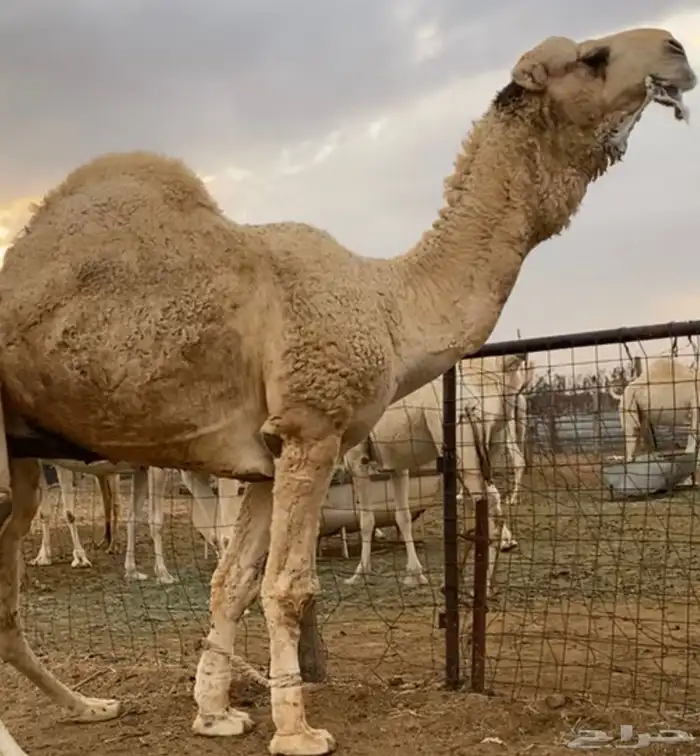عرض فقط 1