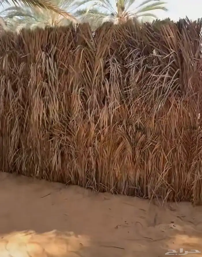 سعف للبيع 3