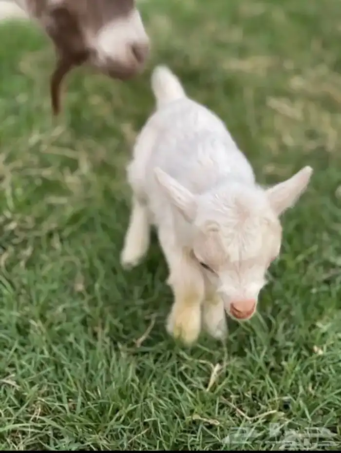 ماعز قزم الليف جدا الماعز القزم المدرب على الرضاعه قفص 3