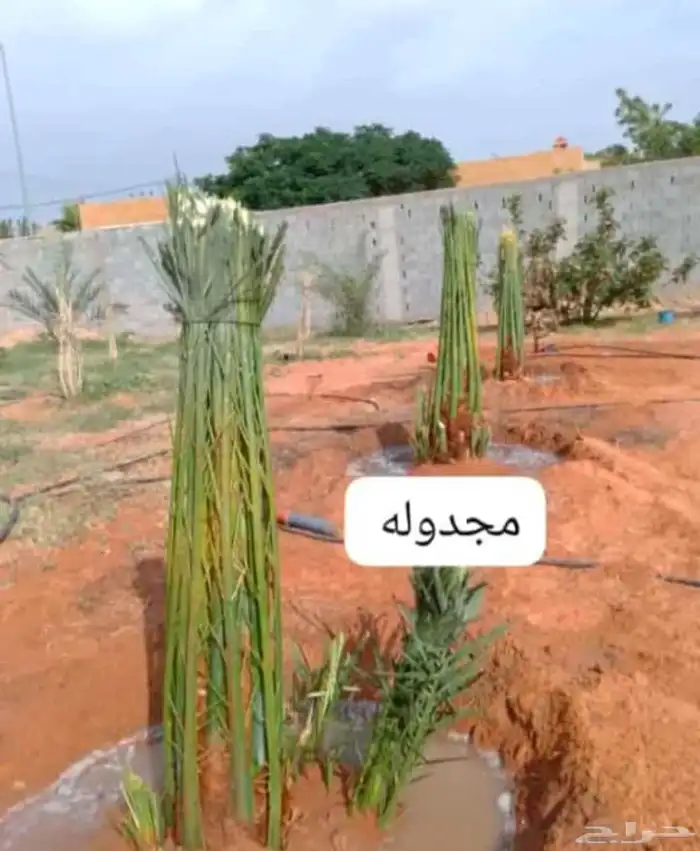 نخيل مثمر للبيع 0