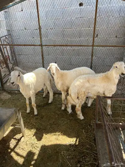 طليان حريه فوق سته شهور. تم البيع 2