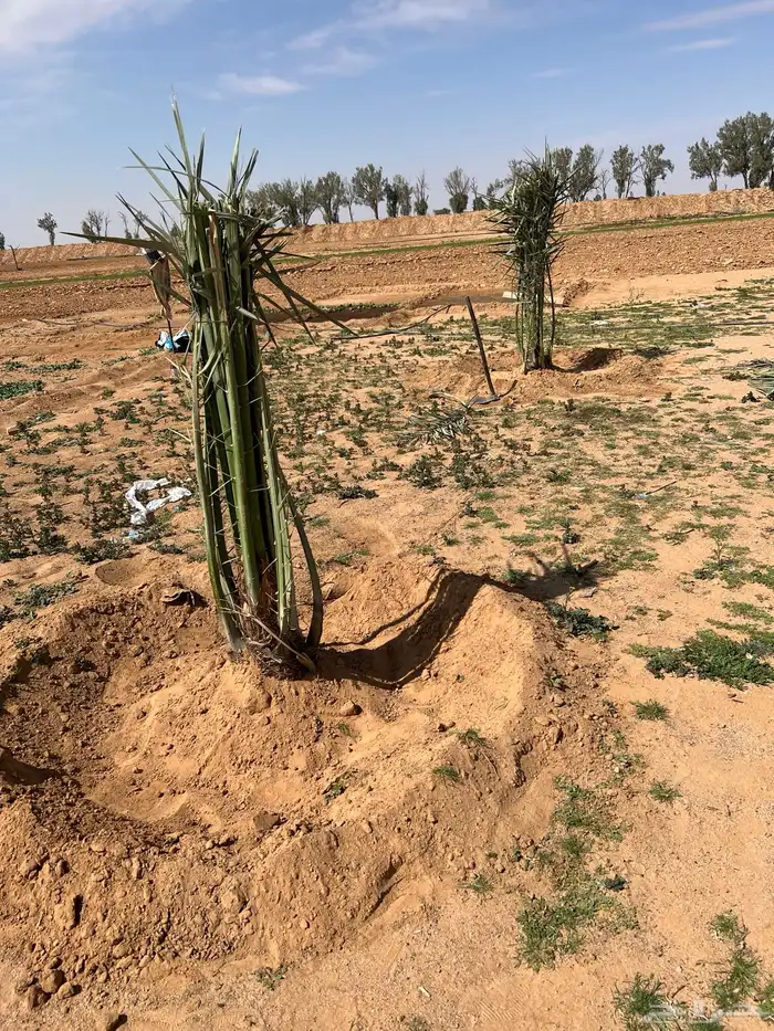 نخل للبيع توصيل الى جميع مناطق المملكة 2
