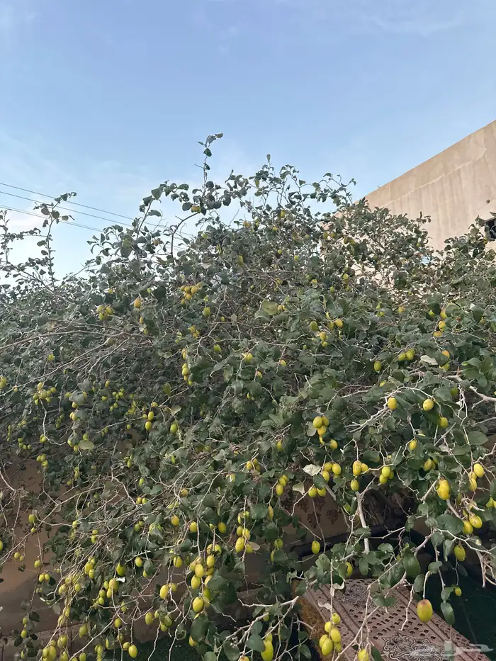 ورق سدر 0