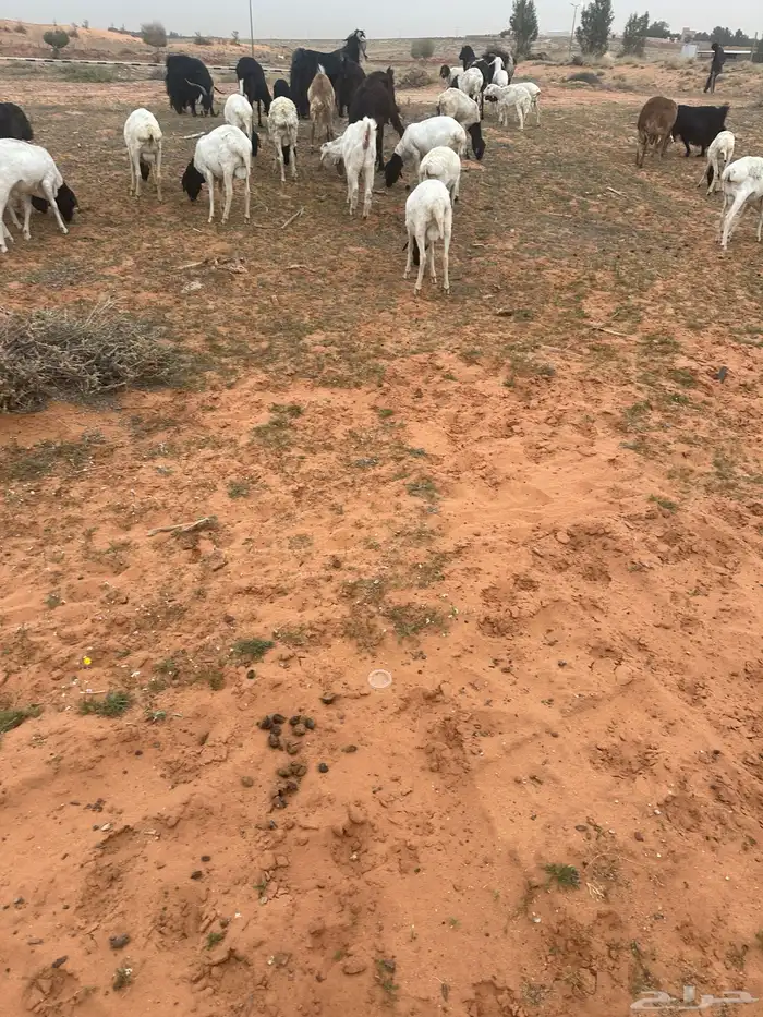 برابر جذعان 0