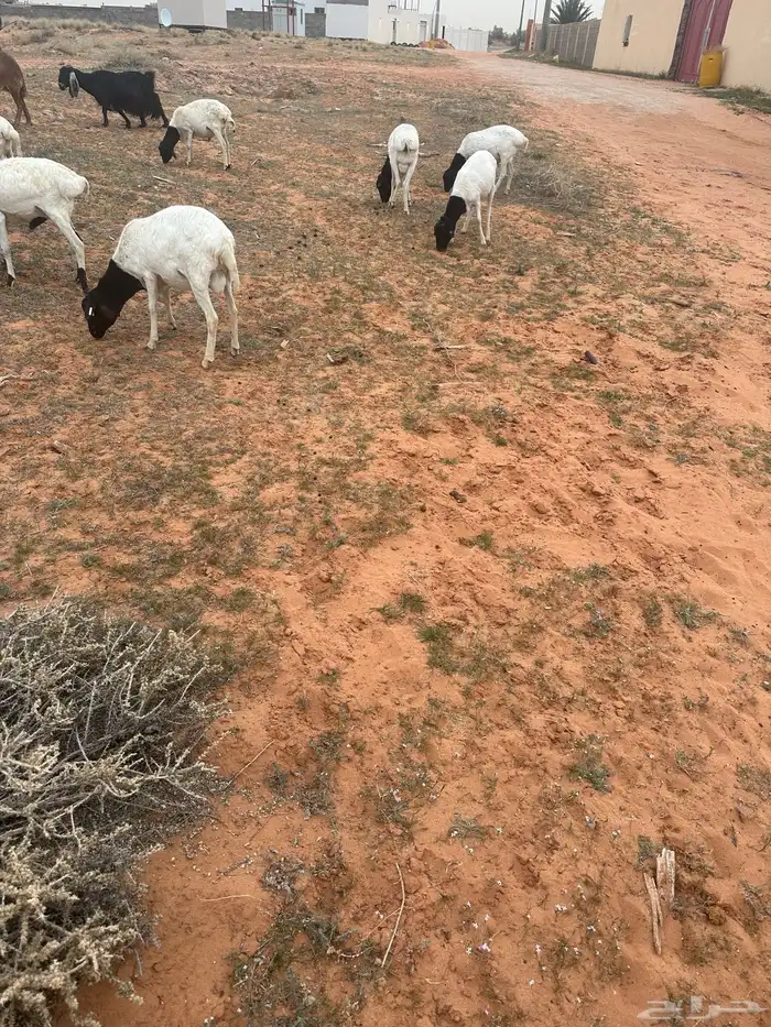 برابر جذعان 1