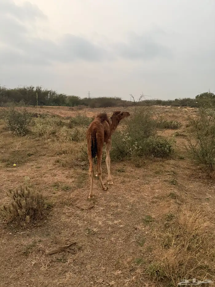 حاشي لباني 0
