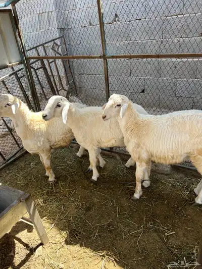 طليان حريه فوق سته شهور. تم البيع 0