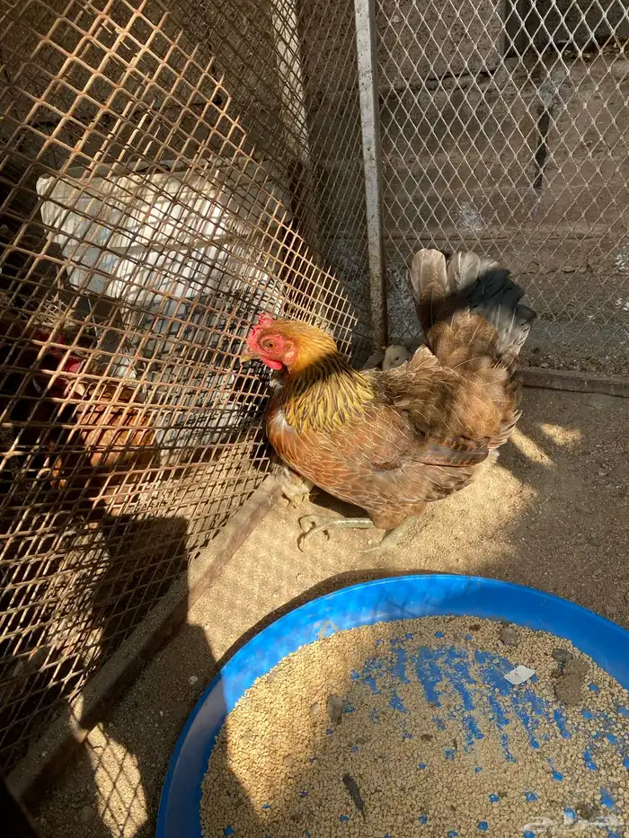 دجاجه عربيه اصيل ترثة مفرخه 5