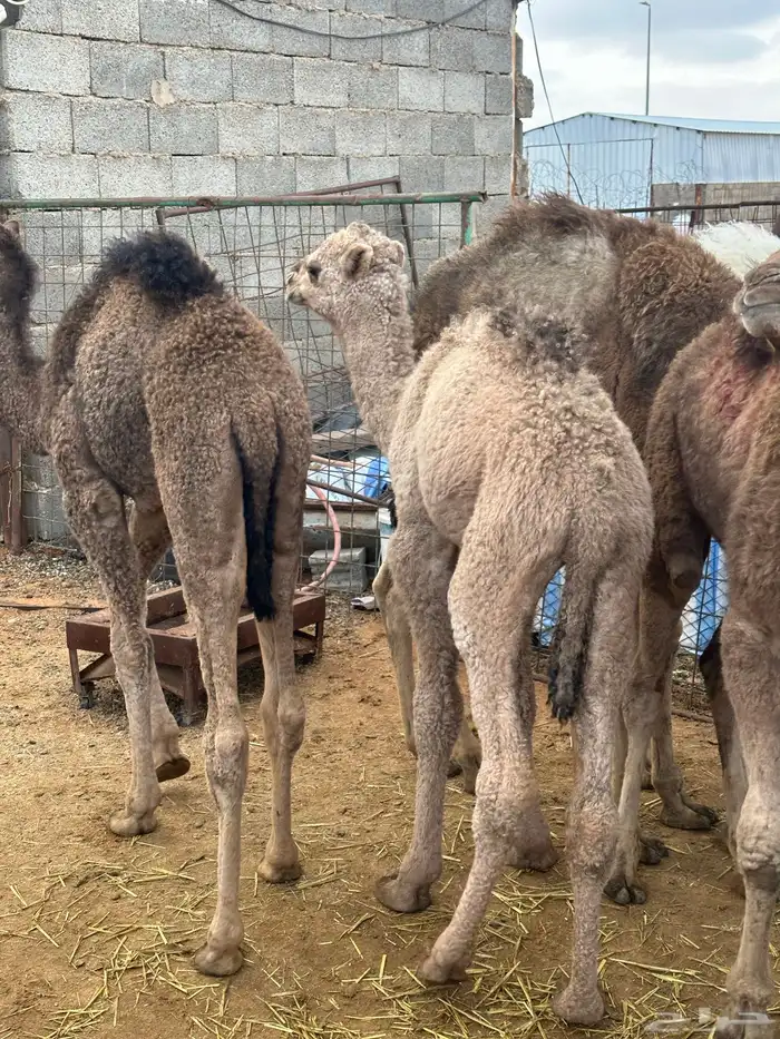 حشو تربيه بلدي 2