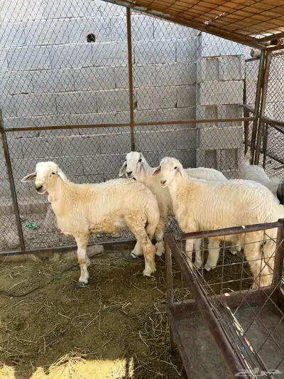 طليان حريه فوق سته شهور. تم البيع 3