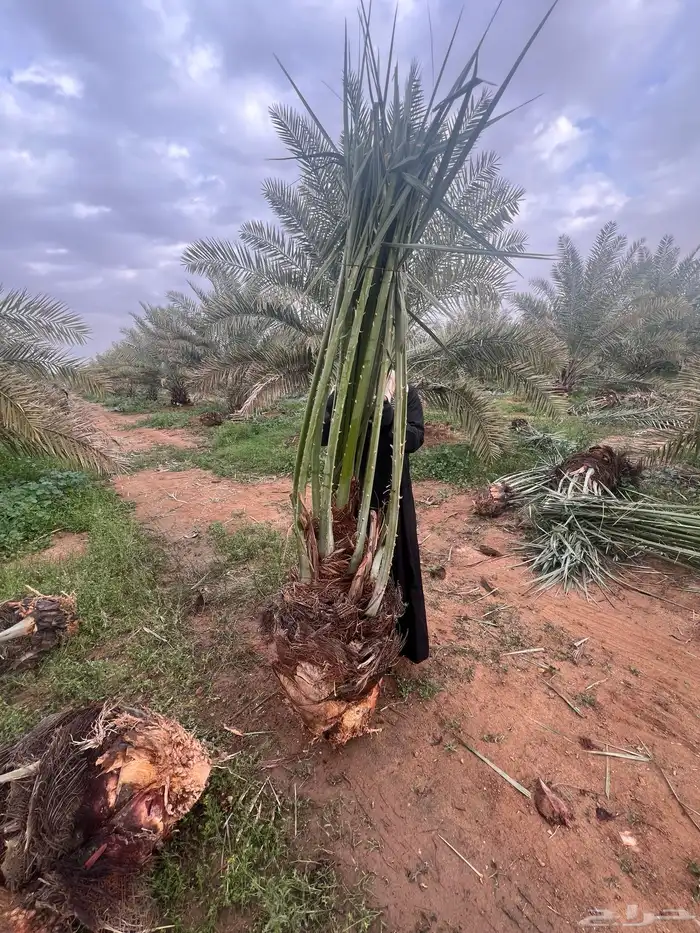نخل للبيع توصيل الى جميع مناطق المملكة 8
