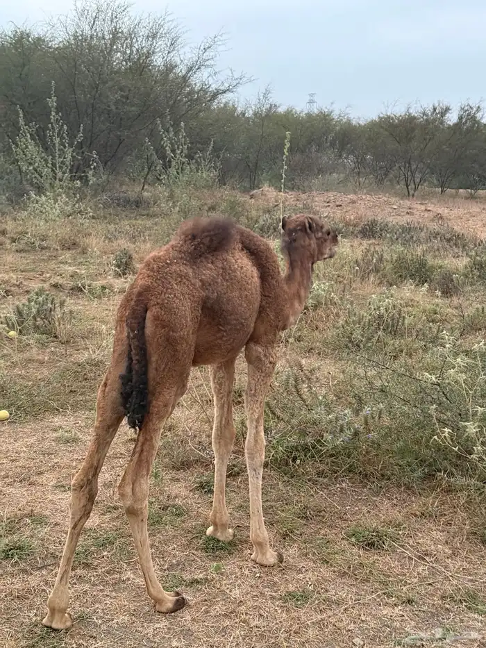 حاشي لباني 2