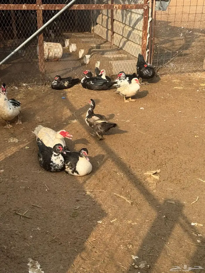 بح شرط صحه وبيضاء عمر صغير ألون اسود وابيض 3