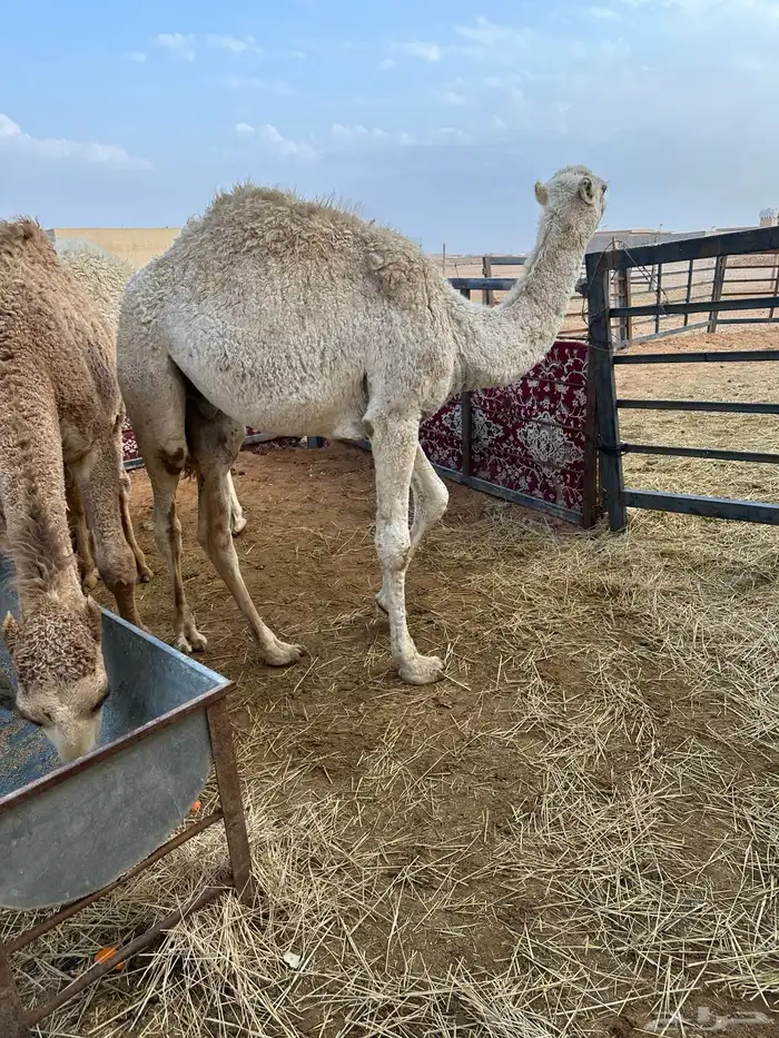 حاشي حشو قصب 0