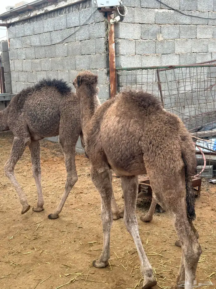 حشو تربيه بلدي 1