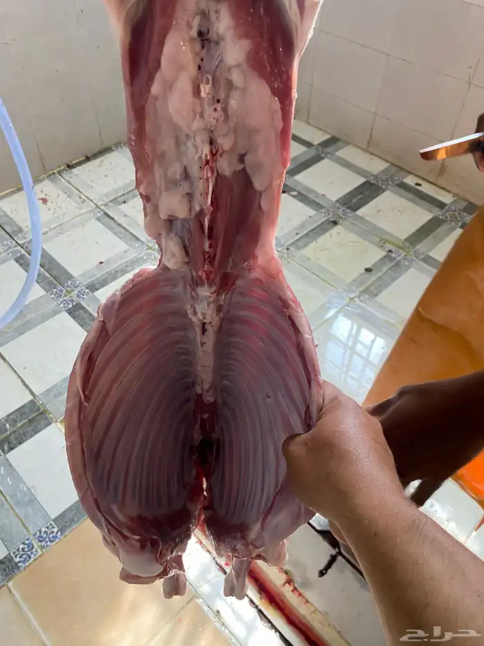 حريات وسواكنيات تربيه للثلاجه 1