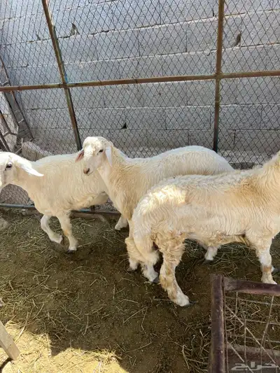 طليان حريه فوق سته شهور. تم البيع 1