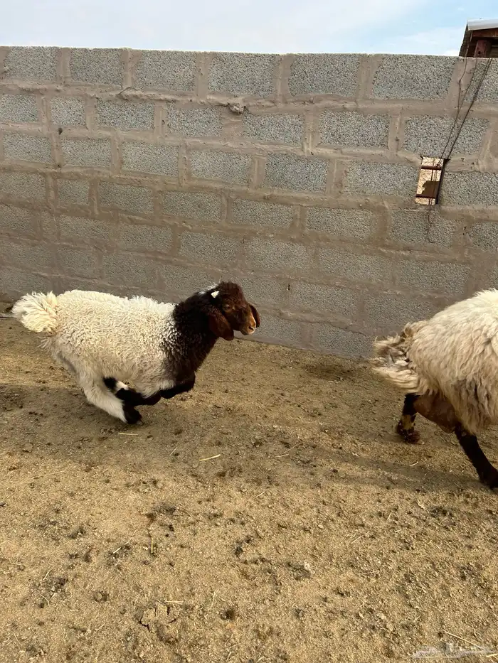للبيع شاه معها خروف 3