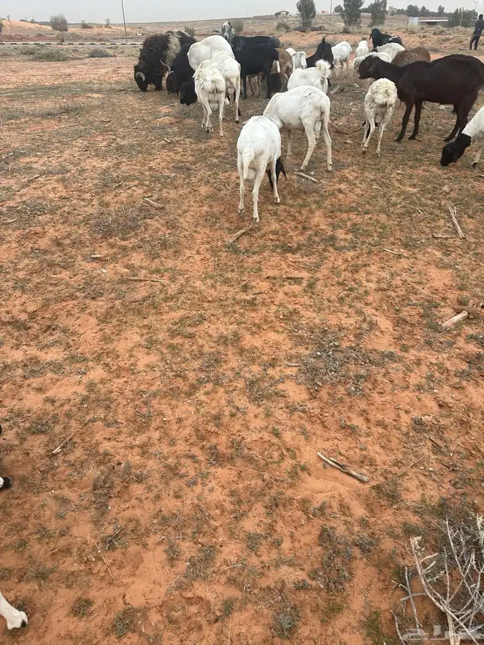 برابر جذعان 3