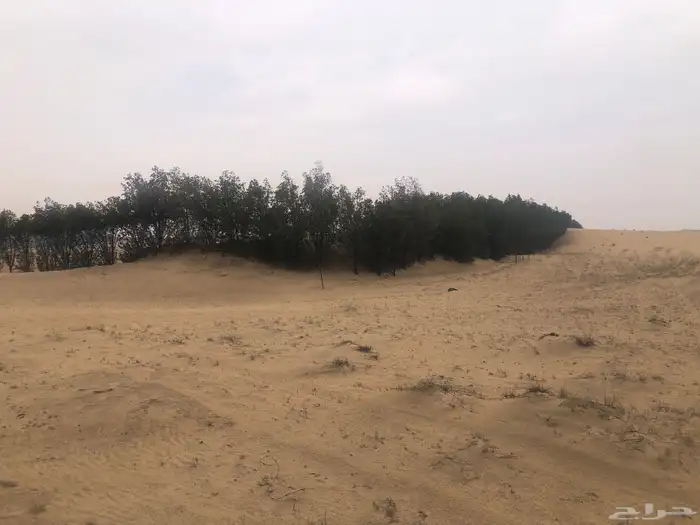 مزرعة للبيع بالدمام 11