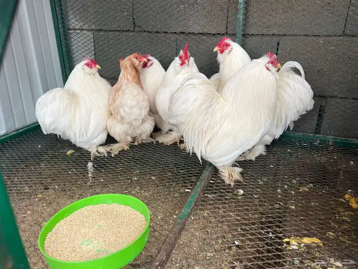 للبيع دجاج كوشن 0
