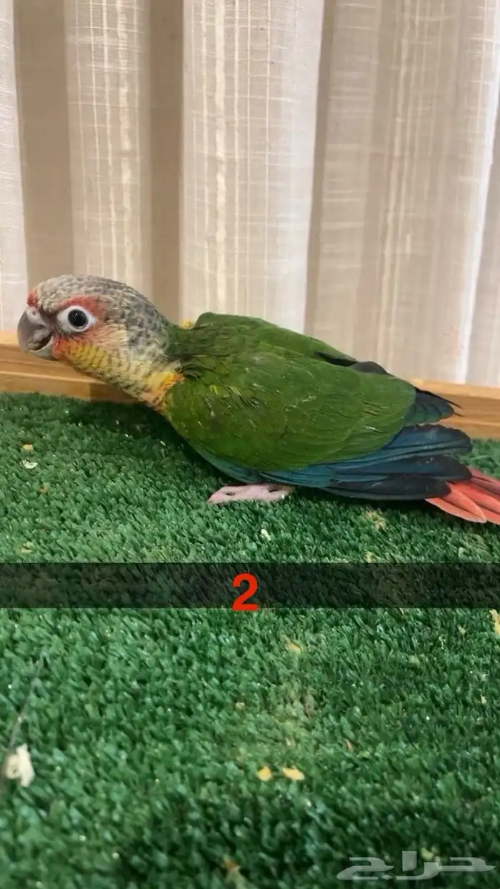 فروخ كنيور غر 1
