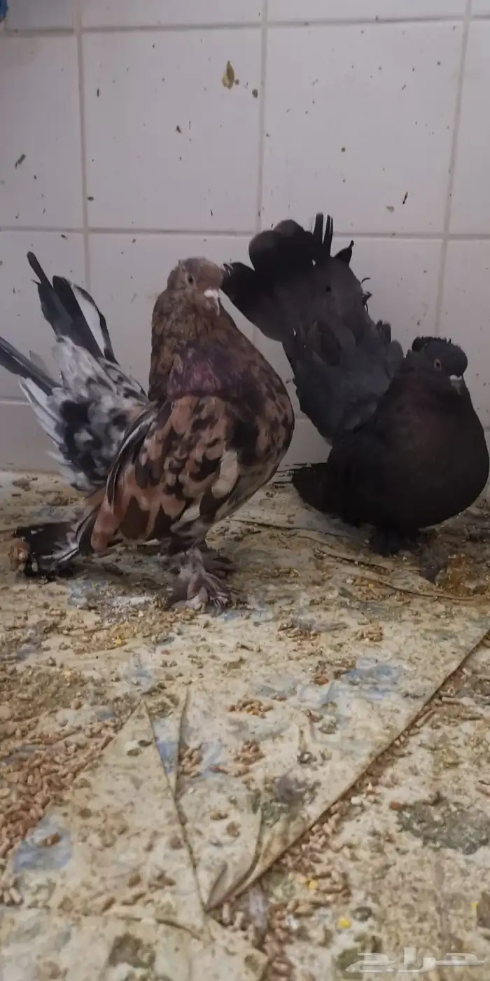 جوز امريكي رقاص استاندر ذكر أمريكي الموند الانث ازرق 7