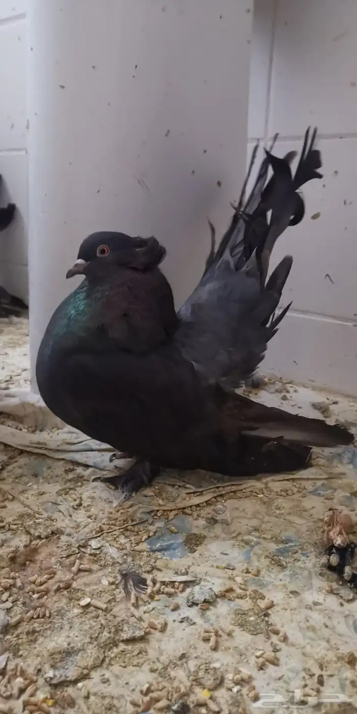 جوز امريكي رقاص استاندر ذكر أمريكي الموند الانث ازرق 4