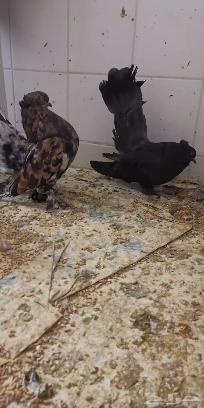 جوز امريكي رقاص استاندر ذكر أمريكي الموند الانث ازرق 6