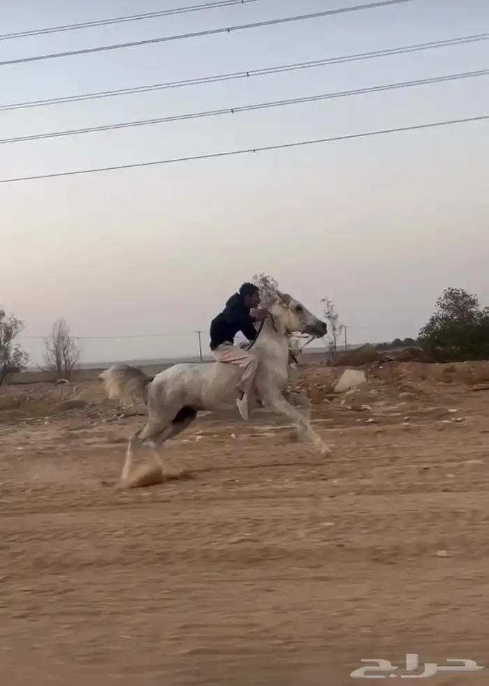 خيل كفو سبوق طرب 1