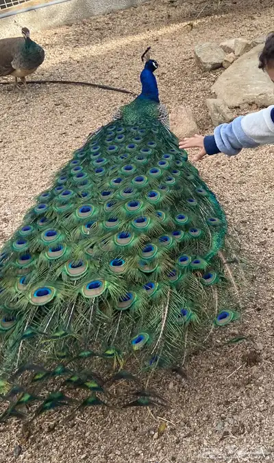 طاووس أجواز وأطقم 0