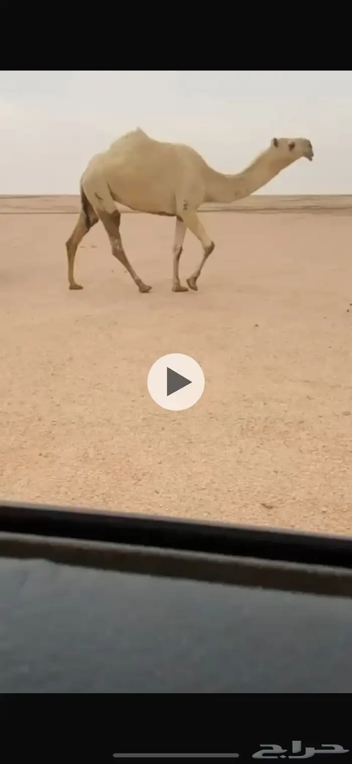 للبيع الباتليه الكفو 0
